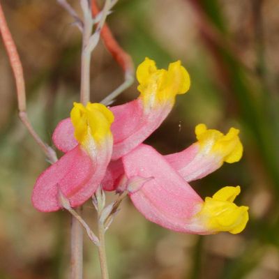 Pink-corydalis * Capnoides sempervirens