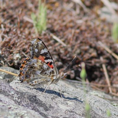 Painted Lady