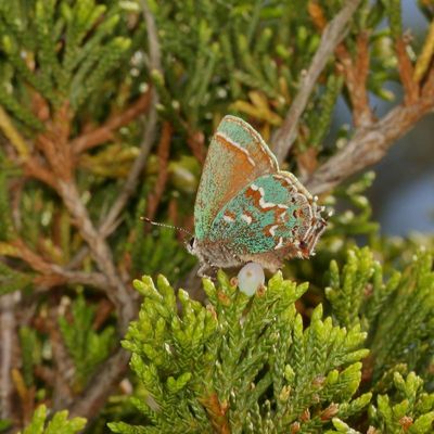 'Olive' Juniper Hairstreak
