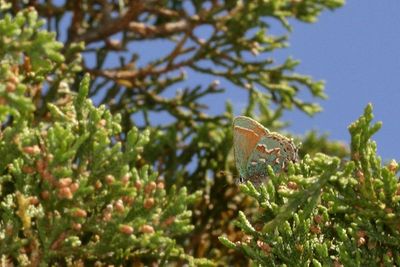'Olive' Juniper Hairstreak