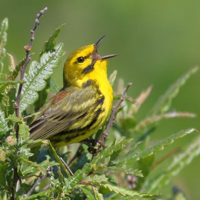 Prairie Warbler