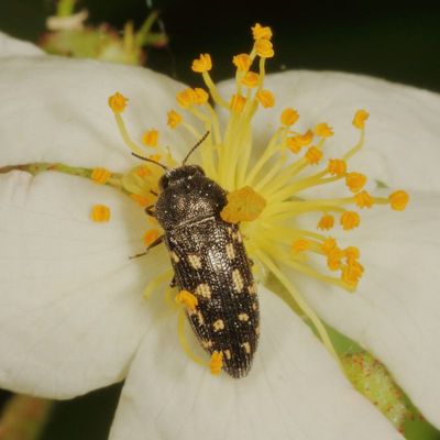 Acmaeodera tubulus