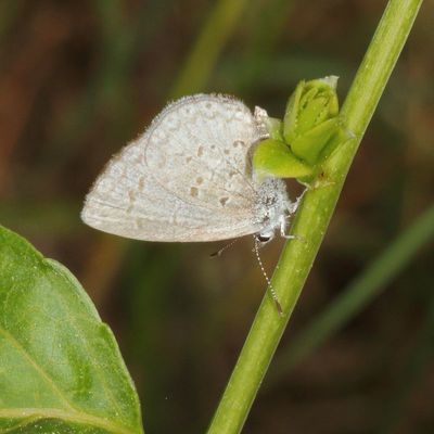 Azure sp