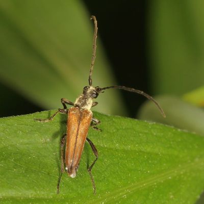 Genus Trachysida