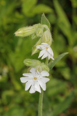 White Campion * Silene latifolia
