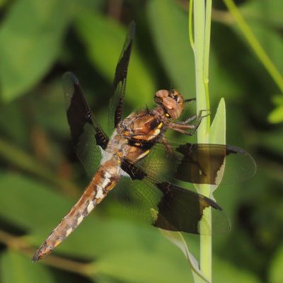 Libellula lydia ♂ (immature)