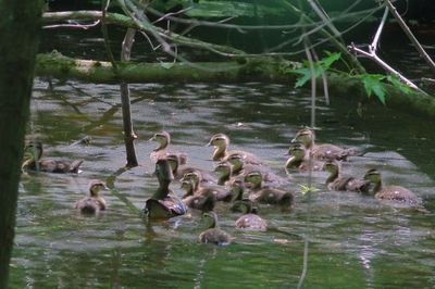 Wood Ducks