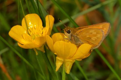 Indian Skipper