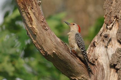 Red-bellied Woodpecker ♀