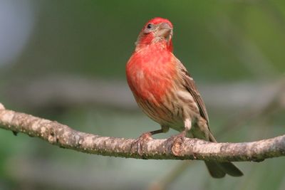 House Finch ♂