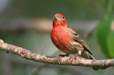 House Finch ♂