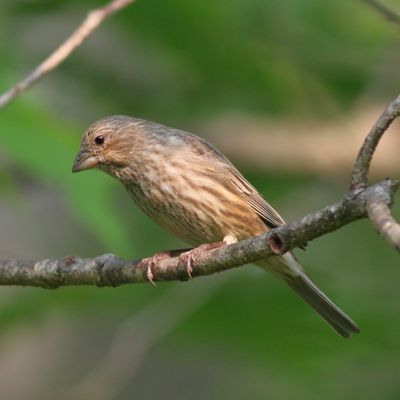 House Finch ♀
