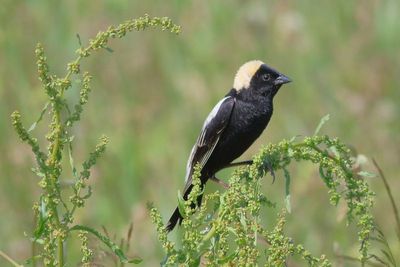 Bobolink ♂