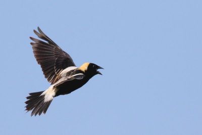 Bobolink ♂