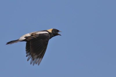 Bobolink ♂