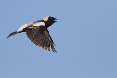 Bobolink ♂