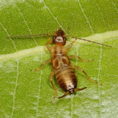 Forficula auricularia / immature