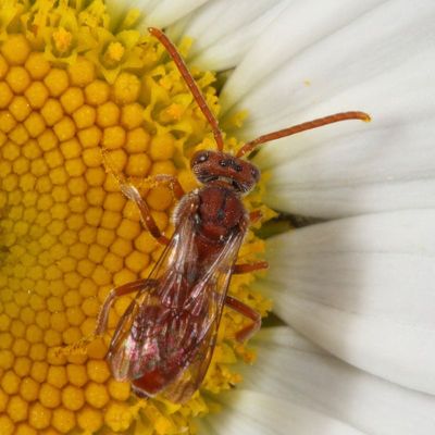 Nomada ruficornis species group