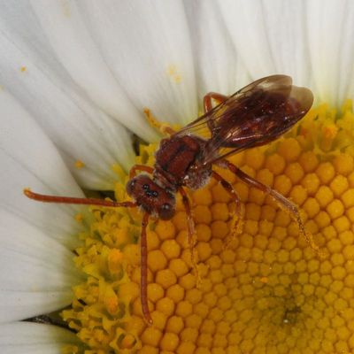 Nomada ruficornis species group