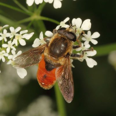 Polydontomyia curvipes ♂