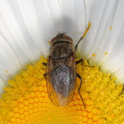 Genus Pollenia ♀