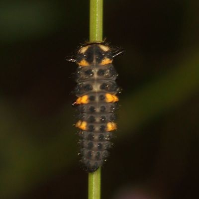 Hippodamia convergens larva