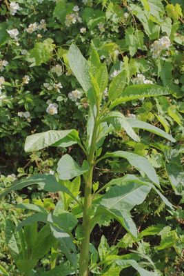 American Pokeweed 