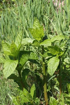 American Pokeweed 