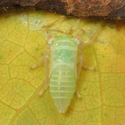 Tribe Idiocerini / nymph