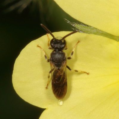 Genus Hylaeus