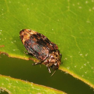 Brachys aerosus