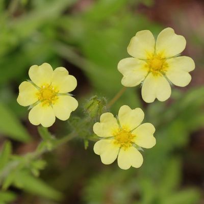 Sulphur Cinquefoil * Potentilla recta