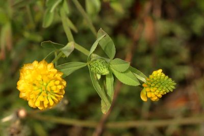 Large Hop Clover * Trifolium aureum