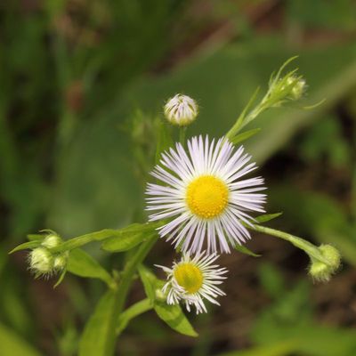 Philadelphia Fleabane * Erigeron philadelphicus