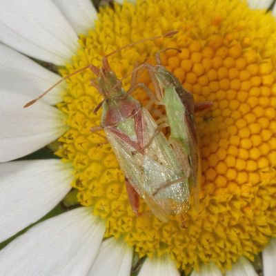 Harmostes reflexulus