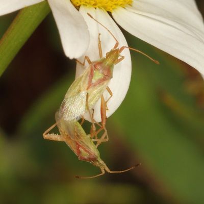 Harmostes reflexulus