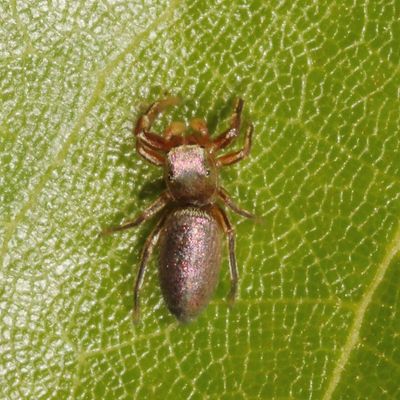 Tutelina elegans *  Thin-spined Jumping Spider