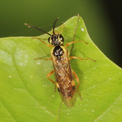 Tenthredinidae - Common Sawflies