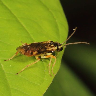 Tenthredinidae - Common Sawflies