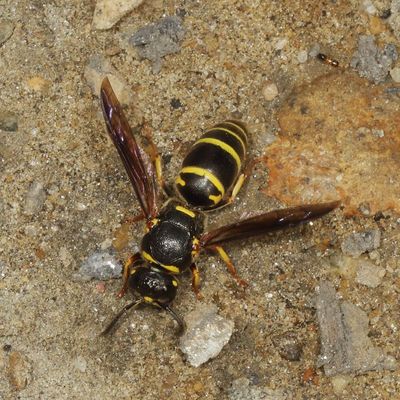 Euodynerus foraminatus
