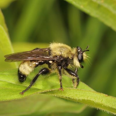 Laphria posticata