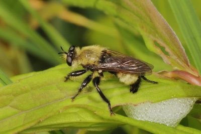 Laphria posticata