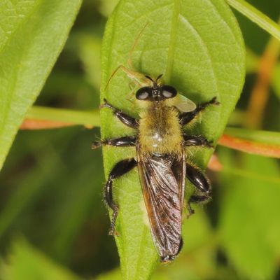 Laphria posticata