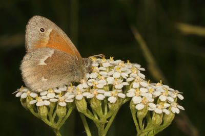 Common Ringlet