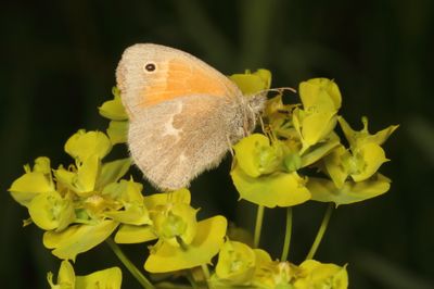 Common Ringlet