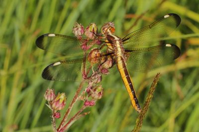 Spangled Skimmer ♀