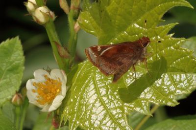 Zabulon Skipper ♀