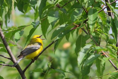 Blue-winged Warbler