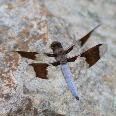 Common Whitetail ♂