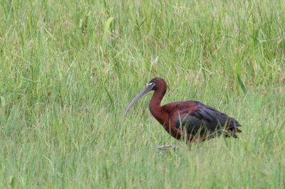 Glossy Ibis